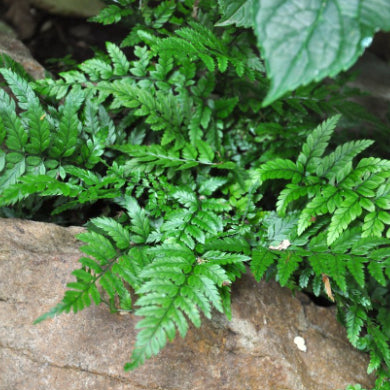 Polystichum tsussimense Korean Rock Fern