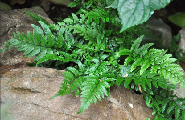Polystichum tsussimense  {Korean Rock Fern}