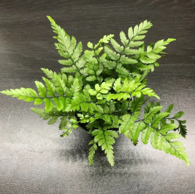 Polystichum tsussimense Korean Rock Fern