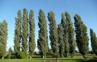 Populus nigra Italica Lombardy Poplar