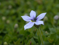 Pratia pedunculata Blue