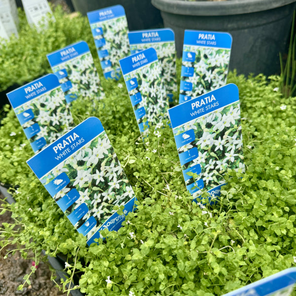 Pratia pedunculata White Star Creeper