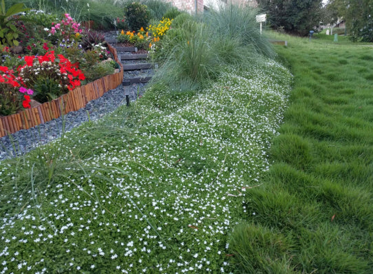 Pratia pedunculata White Star Creeper