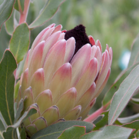 Protea eximia hybrid Australis Passion Protea