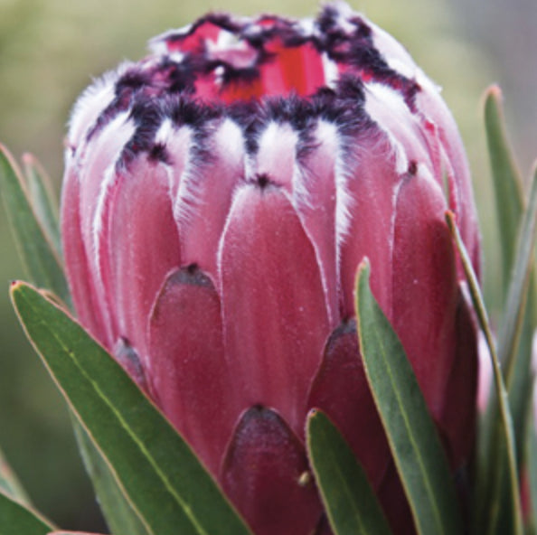 Protea 'Australis Ruby' tm