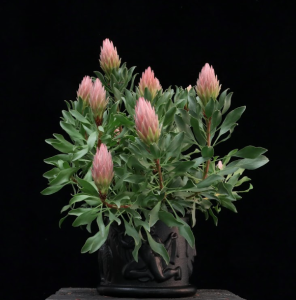 Protea Autumn Prince