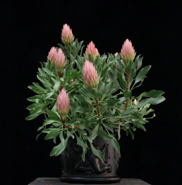 Protea Autumn Prince
