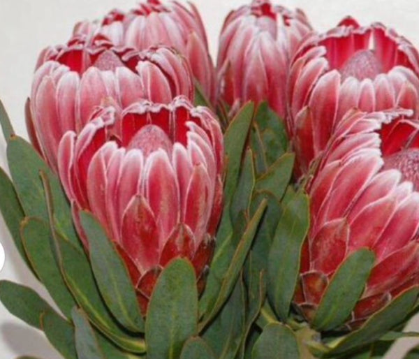 Protea 'Christine'