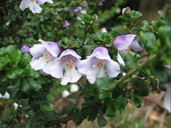 Prostanthera cuneatus Cool Mint tm