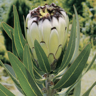 Protea 'Cream Mink'