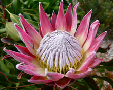 Load image into Gallery viewer, Protea cynaroides King
