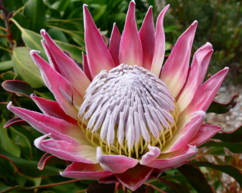 Protea cynaroides King