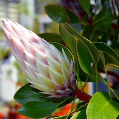 Protea cynaroides King