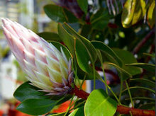 Load image into Gallery viewer, Protea cynaroides King
