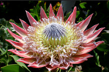 Load image into Gallery viewer, Protea cynaroides King
