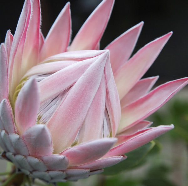 Protea 'King Pink'