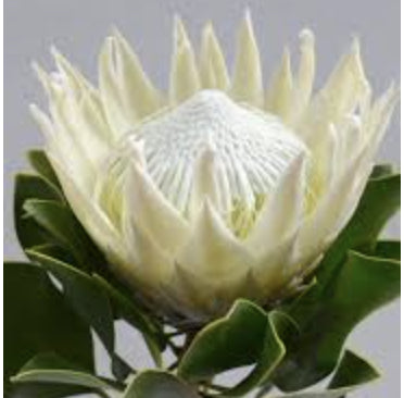 Protea 'King White'