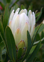 Load image into Gallery viewer, Protea &#39;Donna&#39;
