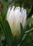Protea 'Donna'
