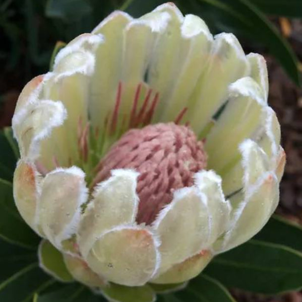Protea 'Donna'
