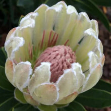 Load image into Gallery viewer, Protea &#39;Donna&#39;
