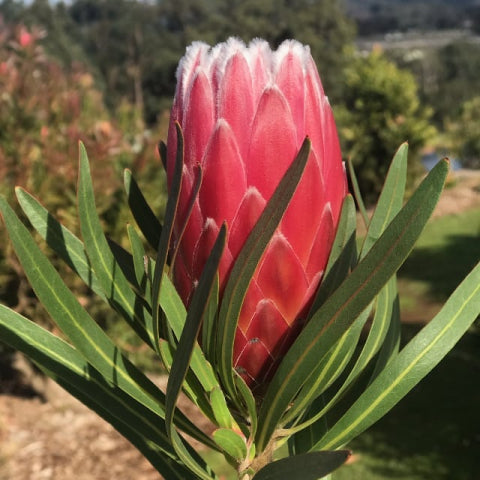 Protea pudens Eclipse – Mountain View Nursery