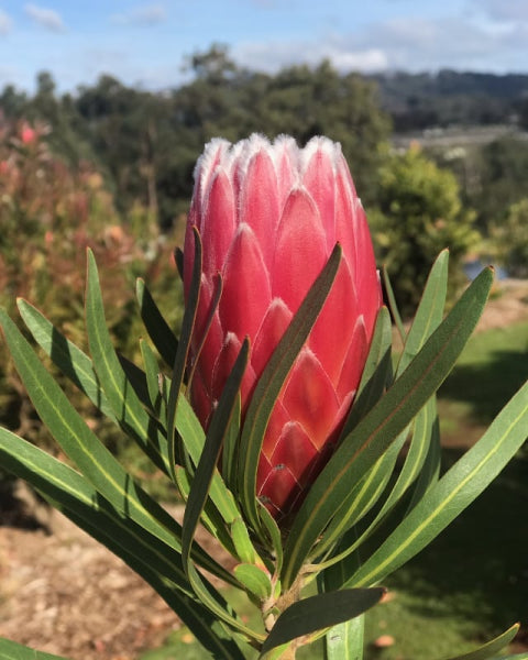 Protea Eclipse