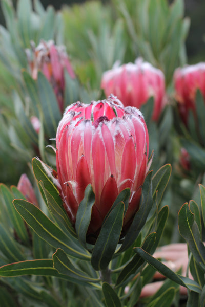 Protea 'Frosted Fire'