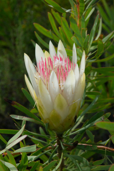 Protea 'Honeyglow'