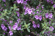 Prostanthera incisa