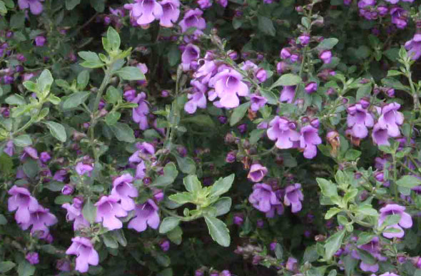 Prostanthera incisa
