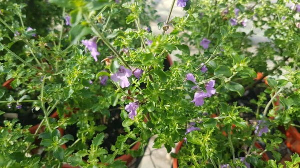 Tucker Bush - Prostanthera incisa 'Native Thyme'