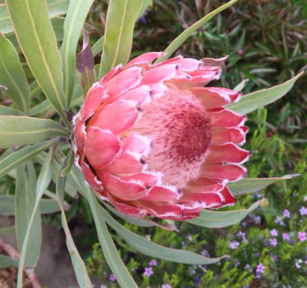 Protea 'Juliet'