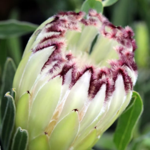 Protea Limelight