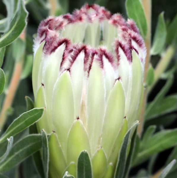 Protea Limelight