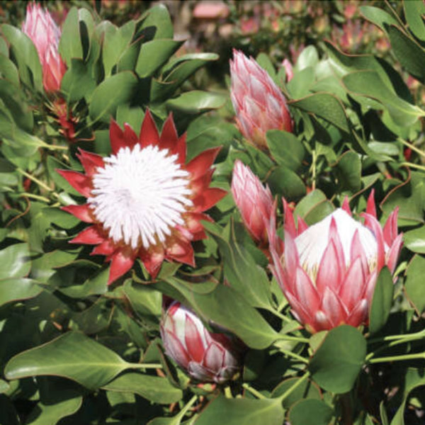 Protea 'Little Prince'