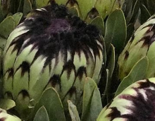 Protea magnifica Niobe