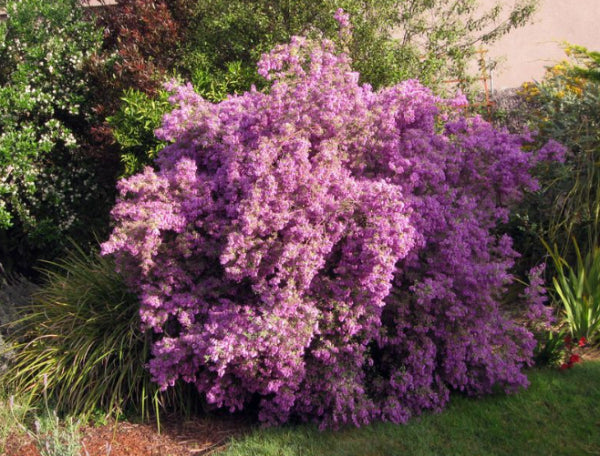 Prostanthera Minty