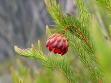 Load image into Gallery viewer, Protea &#39;Nana&#39;
