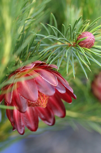 Protea 'Nana'