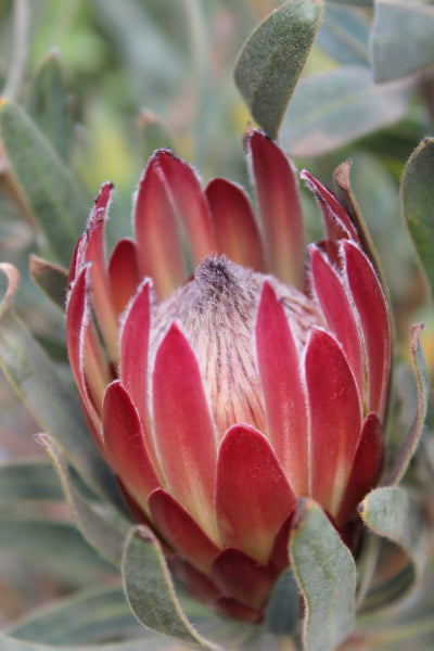 Protea 'Pandora'