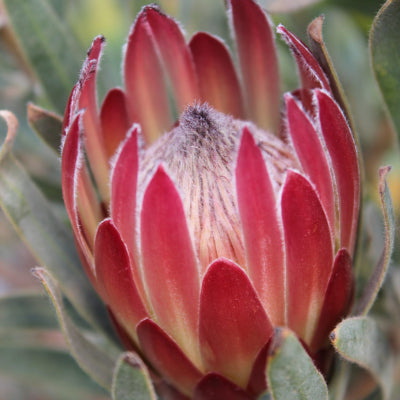 Protea pityphylla hybrid Pandora