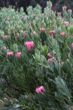 Load image into Gallery viewer, Protea &#39;Pink Cream&#39; PBR
