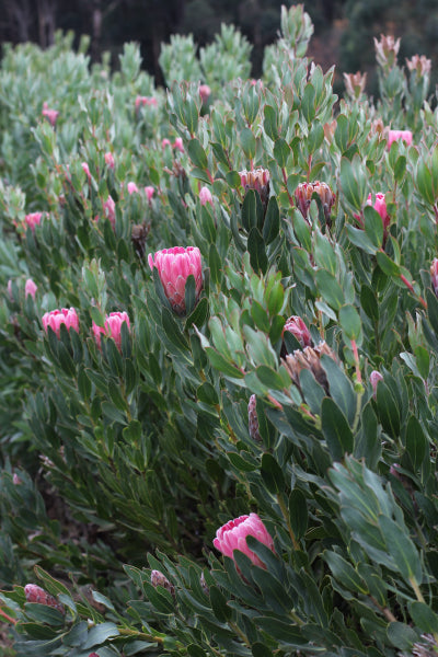 Protea 'Pink Cream' PBR