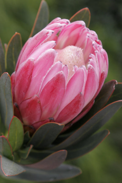 Protea 'Pink Cream' PBR