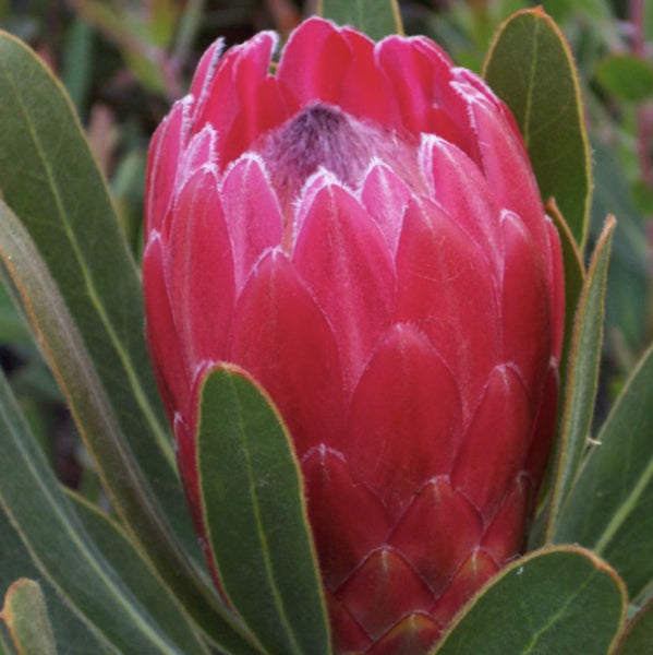 Protea 'Pink Ice'