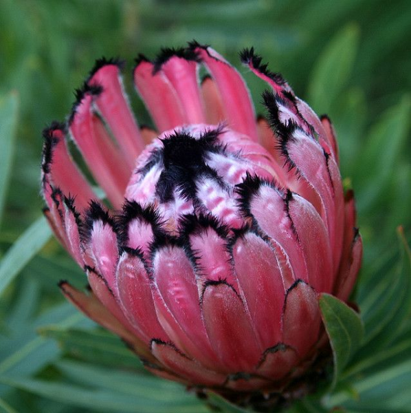 Protea neriifolia Pink Mink