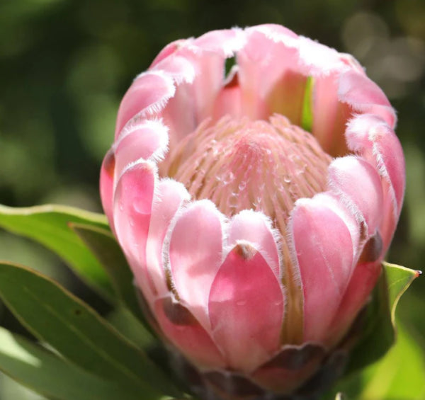 Protea Pink Pearl