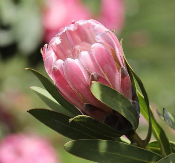 Protea Pink Pearl
