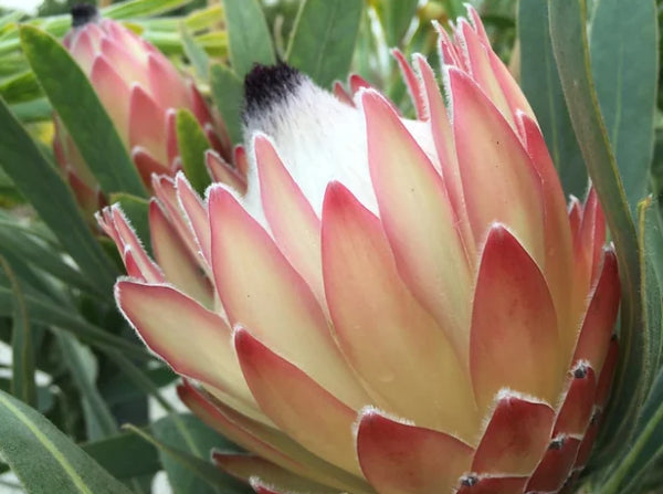 Protea 'Possum Magic' PBR